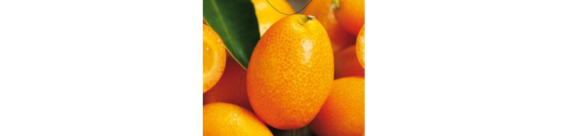 Agrumes & Petits fruits - 319