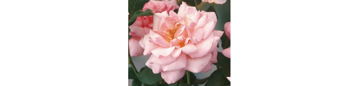 Rosiers - Série 321