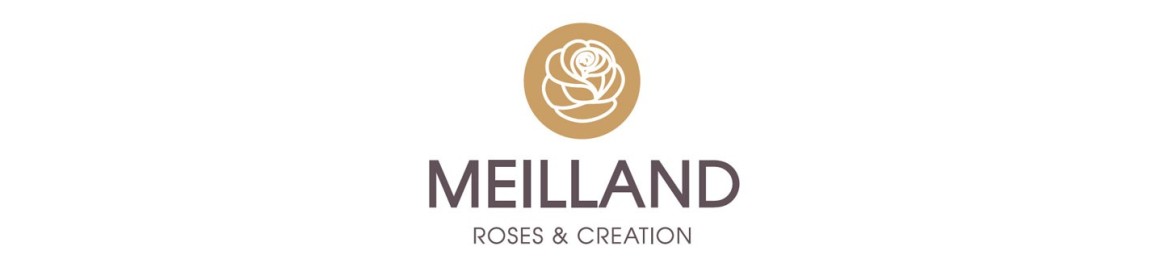 Rosiers - Série Meilland