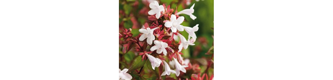 Arbustes d'ornement - conifères - grimpantes - 360